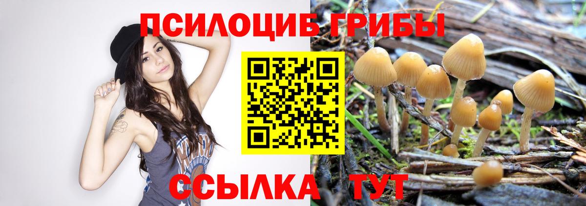 Псилоцибиновые грибы Psilocybe  Вход с VPN  Шебекино 